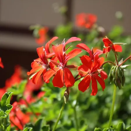 O' Bulles Du Rosenbourg *